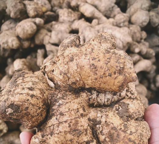 怀姜膏 商品图5