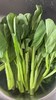 【新开园福利】鸿翠园 有机菜心 商品缩略图3