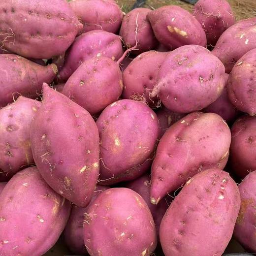 【桥头富硒地瓜】爆款地瓜推荐 板栗的味道,甜而不腻,无筋无丝,粉糯香甜，硒元素含量高！不打药 不打除草剂 生态种植板栗薯，现挖新鲜农家板栗红薯 商品图7