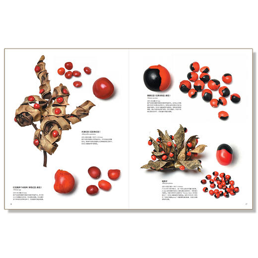 《世界上不可思议的果实种子图鉴 》荣获2023年首都科普好书-分销 商品图8