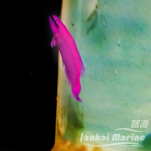 人工红海草莓 商品图2