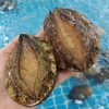 鲍鱼1个 商品缩略图1