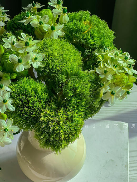 【若月亮没来】AB级绿毛球5支+AB级天鹅绒5支/份（静静设计） 商品图7