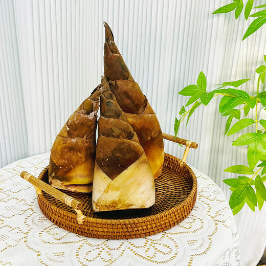 10.9下架【 顺丰包邮】普洱甜笋 新鲜脆爽清甜 3颗中笋/2颗大笋 商品图1