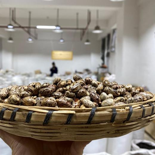 蓖麻子 商品图1