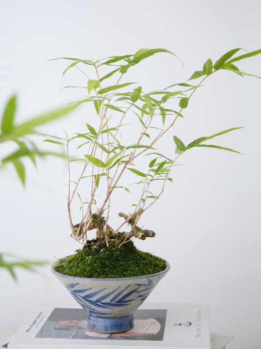 碟盆罗汉竹 商品图2