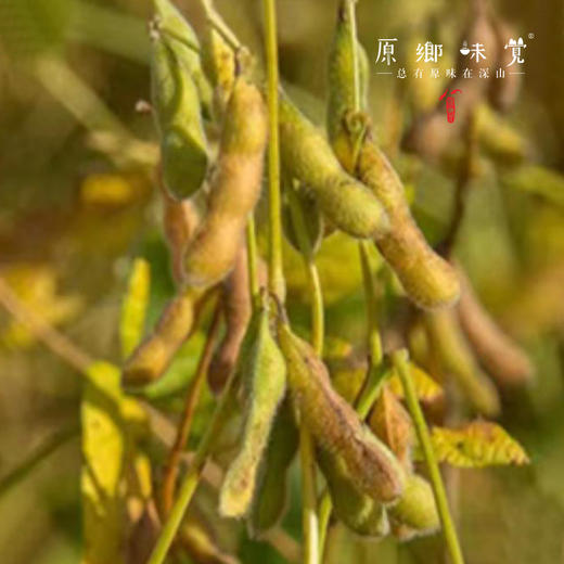有机大豆油（基地直发-三通一达包邮）| 多种规格，来自大连，生产者：连瑞坊【合作生产，公平贸易】 商品图5