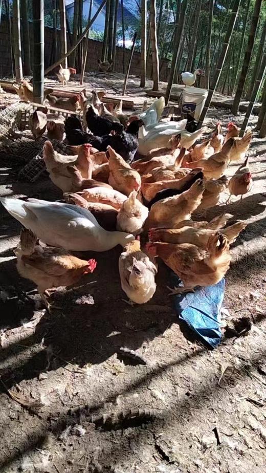 散养母鸡（竹林散养） 商品图4