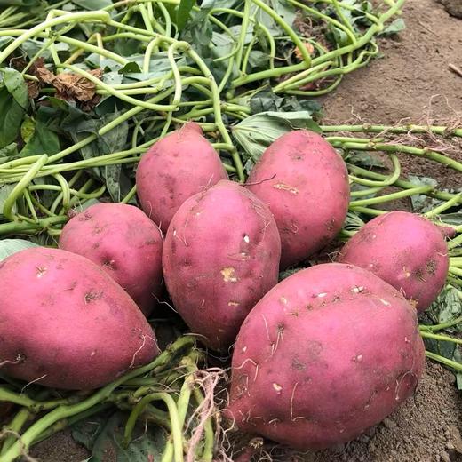 【桥头富硒地瓜｜粉糯香甜】爆款地瓜推荐 无筋无丝，粉，糯，香，甜，硒元素含量高 硒元素含量高 营养价值高 商品图4