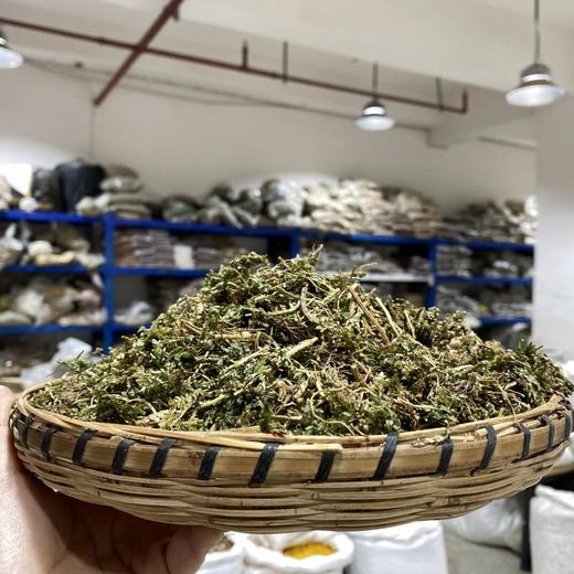 翠云草 商品图1