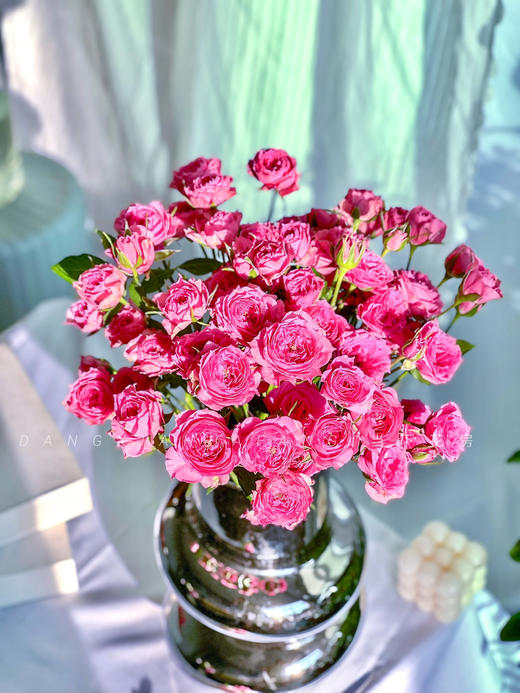 【AB级苏菲宝贝多头玫瑰.第二件减10元】5支/份.长约60-65cm 商品图2