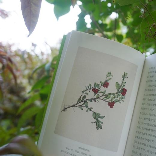 中信出版 | 夏日走过山间（插图典藏版） 商品图3