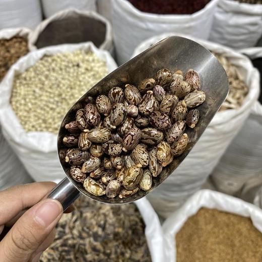 蓖麻子 商品图3