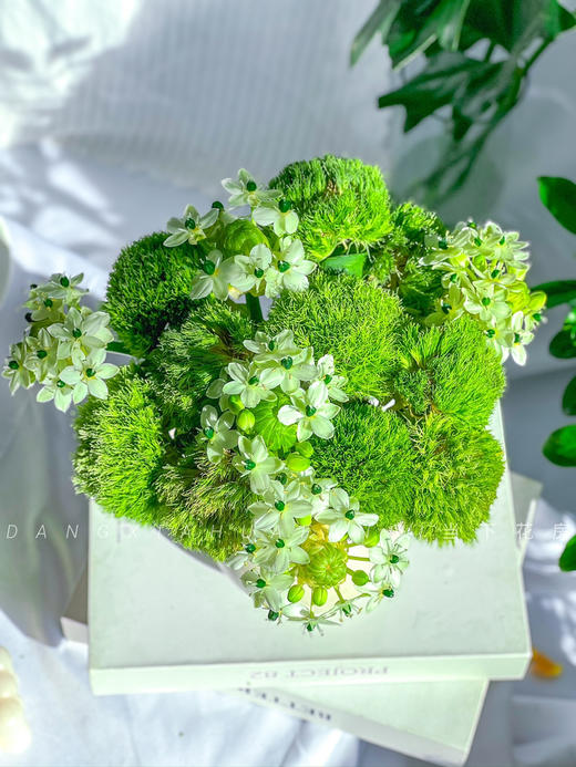 【若月亮没来】AB级绿毛球5支+AB级天鹅绒5支/份（静静设计） 商品图2