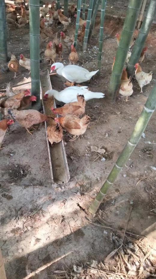 散养母鸡（竹林散养） 商品图3