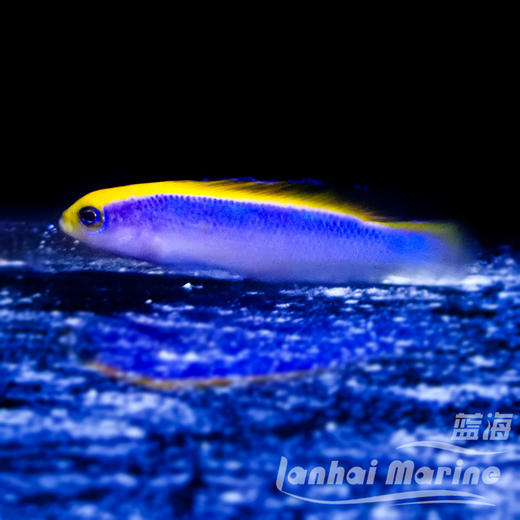 人工红海日出龙 商品图1