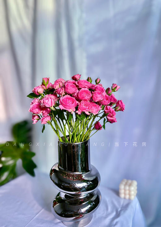 【AB级苏菲宝贝多头玫瑰.第二件减10元】5支/份.长约60-65cm 商品图6