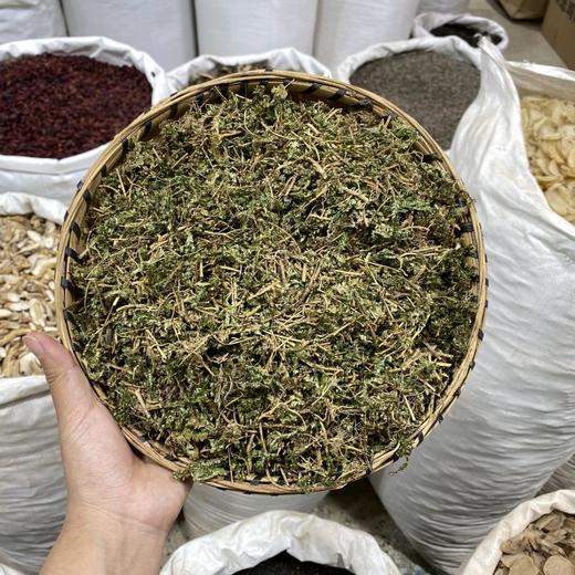 翠云草 商品图0