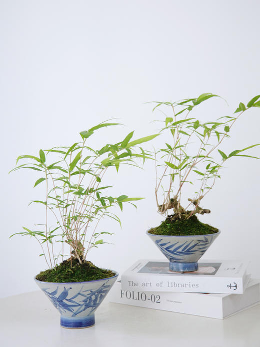 碟盆罗汉竹 商品图0