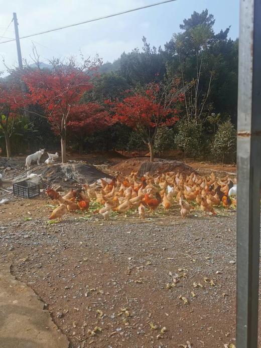 散养母鸡（竹林散养） 商品图2