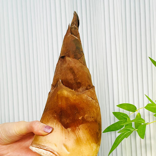 10.9下架【 顺丰包邮】普洱甜笋 新鲜脆爽清甜 3颗中笋/2颗大笋 商品图2