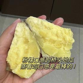 【中小果更容易蒸】圆滚滚桥头富硒地瓜  无筋无丝 粉糯香甜 虽然有点丑，但不耽误好吃！5斤装