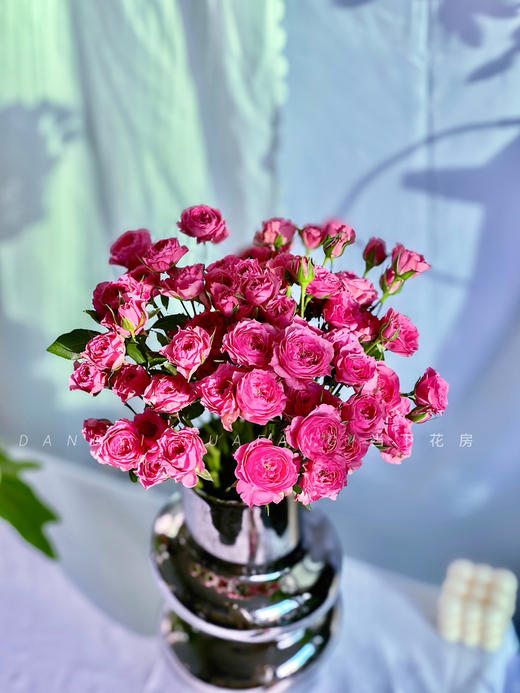 【AB级苏菲宝贝多头玫瑰.第二件减10元】5支/份.长约60-65cm 商品图5