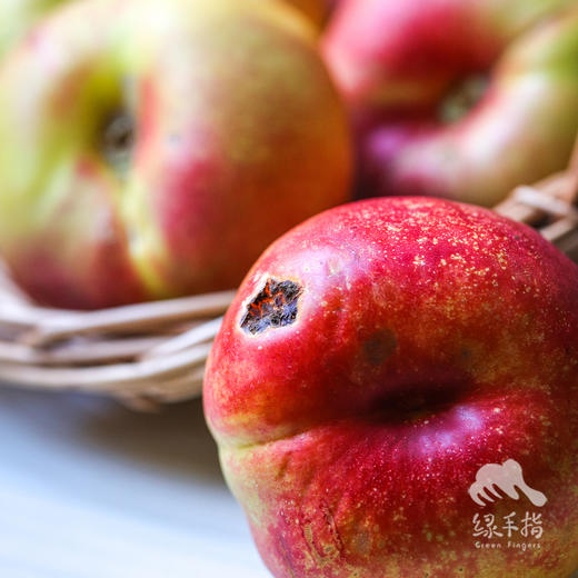 生态油蟠桃（中油蟠七） | 合作生产 *Eco-nectarine | Partner Production 商品图3