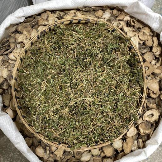 翠云草 商品图2