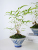 碟盆罗汉竹 商品缩略图1