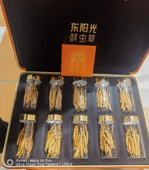 B1F 东阳光冻干鲜虫草50克礼盒       规格：50克 商品图0