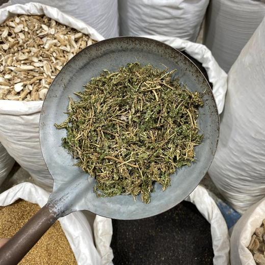 翠云草 商品图3