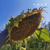 有机葵花油（基地直发-三通一达随机包邮）| 5L/桶，来自大连，生产方：连瑞坊【合作生产，公平贸易】 商品缩略图5