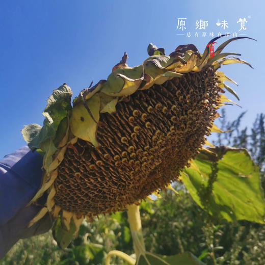 有机葵花油（基地直发-三通一达随机包邮）| 5L/桶，来自大连，生产方：连瑞坊【合作生产，公平贸易】 商品图5