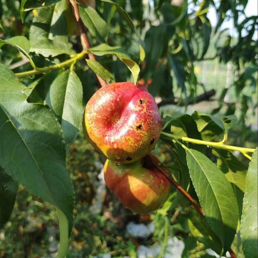 生态油蟠桃（中油蟠七） | 合作生产 *Eco-nectarine | Partner Production 商品图2