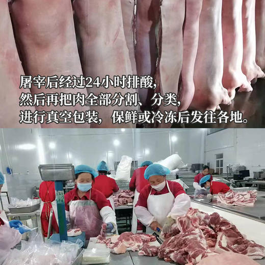 【厂商直发】内蒙古散养有机黑猪肉多部位可选无激素抗生素生长周期1年以上 商品图10