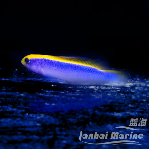 人工红海日出龙 商品图5