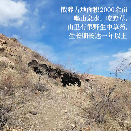 【厂商直发】内蒙古散养有机黑猪肉多部位可选无激素抗生素生长周期1年以上 商品图4