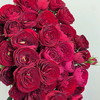 玫瑰-多头玫瑰-红蕾丝-10支 商品缩略图0