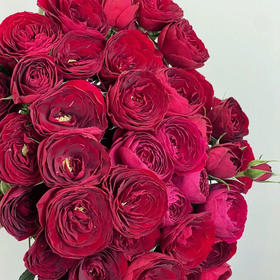 玫瑰-多头玫瑰-红蕾丝-10支