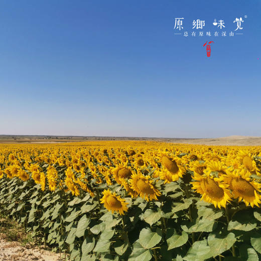 有机葵花油（基地直发-三通一达随机包邮）| 5L/桶，来自大连，生产方：连瑞坊【合作生产，公平贸易】 商品图4