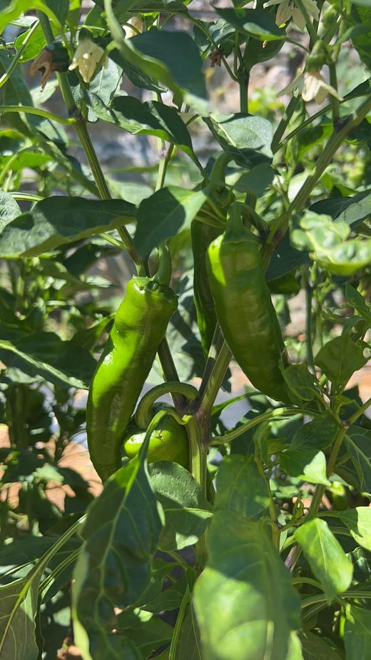 鸿翠园 有机尖椒 商品图1