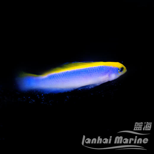 人工红海日出龙 商品图4
