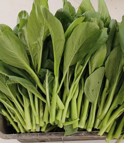 【新开园福利】鸿翠园 有机菜心 商品图2