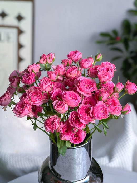 【AB级苏菲宝贝多头玫瑰.第二件减10元】5支/份.长约60-65cm 商品图9