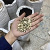 鬼箭羽杆 鬼见羽 商品缩略图4