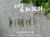 【2024春茶来了】2024有机银针，鲜竹叶香、花香、稻谷香，茶汤如清泉般清透，犹如鲜香浓郁的清冷美人！ 商品缩略图3