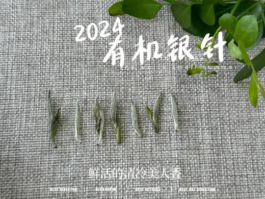 【2024春茶来了】2024有机银针，鲜竹叶香、花香、稻谷香，茶汤如清泉般清透，犹如鲜香浓郁的清冷美人！ 商品图3