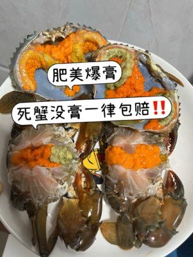 xm肥到爆炸的红膏蟹~只只都是母蟹 满膏满黄，全国活寄到家！零度以下城市-活冻发货-品质一样