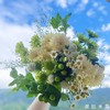 【绿野仙踪】香草沙拉小雏菊2支+绿精灵小雏菊3支+绿豆1支+白色千日红1支+洋甘菊2支+绿灵草1支（提拉米苏设计） 商品缩略图1